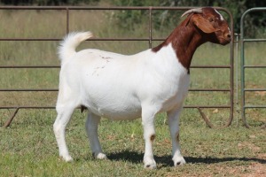 1X BOERBOK OOI/EWE S # 1520183