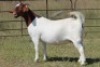 1X BOERBOK OOI/EWE S # 1520183 - 2