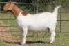 1X BOERBOK OOI/EWE FLOCK