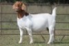 1X BOERBOK OOI/EWE FLOCK - 2
