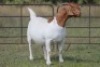 1X BOERBOK OOI/EWE FLOCK - 3