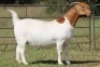 1X BOERBOK OOI/EWE FLOCK - 5