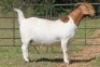 1X BOERBOK OOI/EWE FLOCK - 6