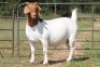 1X BOERBOK OOI/EWE FLOCK - 7