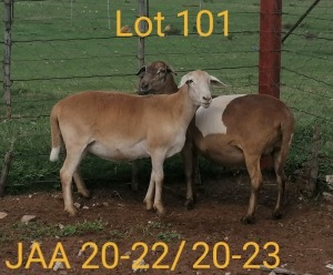 2X OOI/EWE MEATMASTER PREGNANT AUCAMP MEATMASTERS(PAY PER ANIMAL TO TAKE ALL)