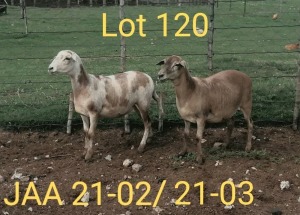 2X OOI/EWE MEATMASTER 1X PREGNANT AUCAMP MEATMASTERS (PAY PER ANIMAL TO TAKE ALL)