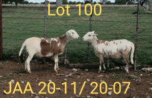 1X OOI/EWE MEATMASTER PREGNANT AUCAMP MEATMASTERS