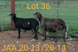 1X OOI/EWE MEATMASTER PREGNANT AUCAMP MEATMASTERS