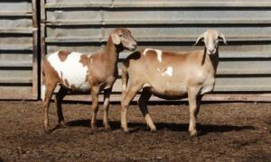 2X OOI/EWE MEATMASTER OLIVEBRANCH MEATMASTERS (PAY PER ANIMAL TO TAKE THE LOT)