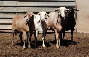 4X OOI/EWE MEATMASTER 2X PREGNANT OLIVEBRANCH MEATMASTERS (PAY PER LOT TO TAKE ALL)