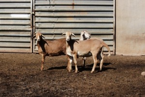 2X OOI/EWE MEATMASTER OLIVEBRANCH MEATMASTERS (PAY PER ANIMAL TO TAKE THE LOT)