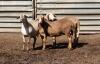 2X OOI/EWE MEATMASTER OLIVEBRANCH MEATMASTERS (PAY PER ANIMAL TO TAKE THE LOT) - 2