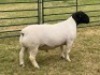 1X DORPER RAM STUD LEROY PHILLIPS DORPERS