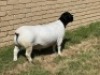 1X DORPER RAM T5 LEROY PHILLIPS DORPERS