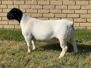 1X DORPER RAM STUD LEROY PHILLIPS DORPERS