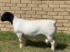 1X DORPER RAM T5 LEROY PHILLIPS DORPERS - 2