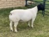 1X DORPER RAM STUD LEROY PHILLIPS DORPERS - 2