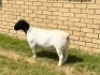 1X DORPER RAM STUD LEROY PHILLIPS DORPERS - 2