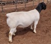 1X DORPER RAM T5 MICKEY PHILLIPS & SON