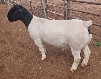 1X DORPER RAM T5 MICKEY PHILLIPS & SON