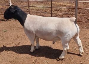 1X DORPER RAM T5 MICKEY PHILLIPS & SON