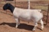 1X DORPER RAM T5 MICKEY PHILLIPS & SON - 2
