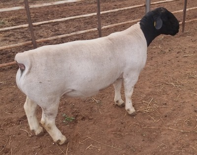 1X DORPER RAM T5 MICKEY PHILLIPS & SON