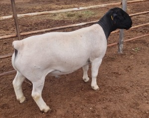 1X DORPER RAM T5 MICKEY PHILLIPS & SON