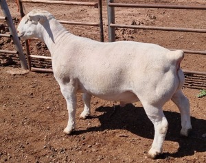 1X WHITE DORPER RAM T5 ASHLEY PHILLIPS