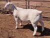 1X WHITE DORPER RAM T5 ASHLEY PHILLIPS - 2