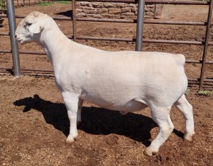 1X WHITE DORPER RAM T5 ASHLEY PHILLIPS