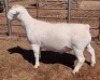 1X WHITE DORPER RAM T5 ASHLEY PHILLIPS - 2