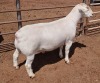 1X WHITE DORPER RAM STUD ASHLEY PHILLIPS