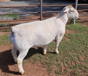 1X WHITE DORPER RAM T5 ASHLEY PHILLIPS