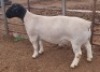 1X DORPER RAM STUD MICKEY PHILLIPS & SON