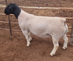 1X DORPER RAM FLOCK MICKEY PHILLIPS & SON