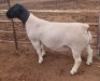 1X DORPER RAM FLOCK MICKEY PHILLIPS & SON - 2