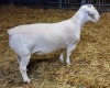 1X WHITE DORPER RAM STUD ASHLEY PHILLIPS - 2