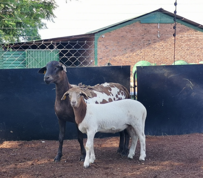 LOT 38 1X MEATMASTER OOI MET LAM/EWE WITH LAMB OCHRE MEATMASTERS