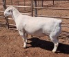 1X WHITE DORPER RAM FLOCK ASHLEY PHILLIPS - 2