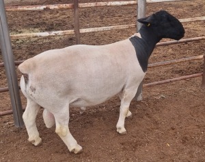 1X DORPER RAM FLOCK MICKEY PHILLIPS & SON