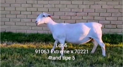 LOT 6 1X WHITE DORPER OOI/EWE T5 LARRY SNYDERS