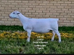 LOT 10 1X WHITE DORPER OOI/EWE T5 LARRY SNYDERS