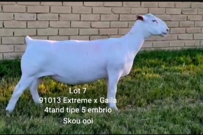 LOT 7 1X WHITE DORPER OOI/EWE T5 LARRY SNYDERS