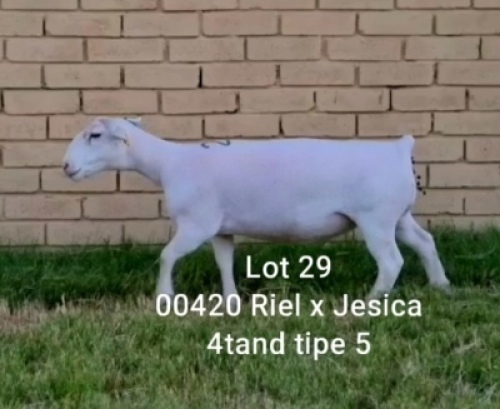 LOT 29 1X WHITE DORPER OOI/EWE T5 LARRY SNYDERS