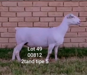 LOT 49 1X WHITE DORPER OOI/EWE T5 LARRY SNYDERS