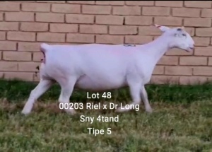 LOT 48 1X WHITE DORPER OOI/EWE T5 LARRY SNYDERS