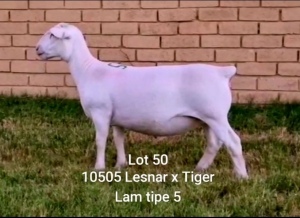 LOT 50 1X WHITE DORPER OOI/EWE T5 LARRY SNYDERS