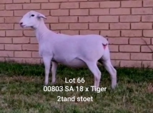 LOT 66 1X WHITE DORPER OOI/EWE STUD LARRY SNYDERS