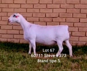 LOT 67 1X WHITE DORPER OOI/EWE T5 LARRY SNYDERS